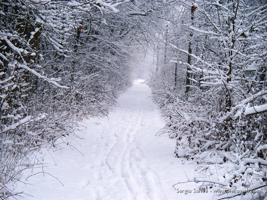 04 Strada nel bosco.JPG